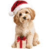 Cute Christmas Dog with Gift