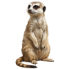 Meerkat Animal Fireworks