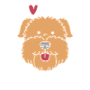 Wheaten Terrier