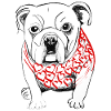 Chiot bouledogue