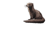 Mink Mink