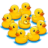 Rudel Gummienten am Wasser