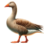Pilgrim Goose