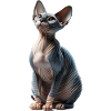 Sphynxkatze Sphynx Cat