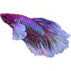 Bunter Betta Traum