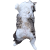 Katzenbauchpose im Plüschlook