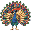 Peacock Bird Comic Funny Sombrero