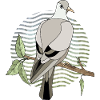 Vogeltaube