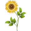 Fleur