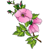 Fleur