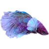 Violet Blue-Betta Colour Swirl