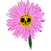Pink Daisy