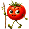 Tomate avec bâton