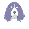 Springer Spaniel