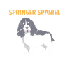 Springer Spaniel