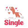 Springer Spaniel