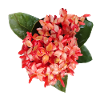 Vibrant_Ixora_Flower_Coral_Red_Tropical_Print
