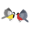 Fighting little birds