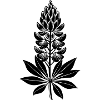 Lupine Flower