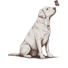 Labrador Retriever with Butterfly Sketch