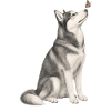 Siberian Husky with Butterfly Sketch