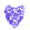 Blue Violet Heart