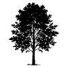 Aspen tree
