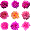 Pink Rose Variety Roses