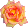 Gelb-Rosa geflammte Rose Blütenkunst