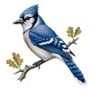 Blue Jay (Cyanocitta cristata)