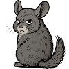 Chinchilla Chinchillas Chinchillabesitzer Nagetier