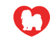 Lhasa Apso Hund