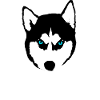 Husky Nordische in Not