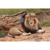 Majestic lion on savannah