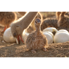 Ostrich chicks in the nest