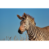 Bergzebra 