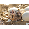 Ostrich chicks in nest with eggshells