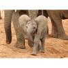 Petit éléphant en Afrique