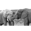 Black and White Elephant Friendship