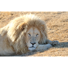 Lion's rest in the savannah light