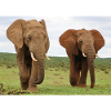 Two elephants on savannah