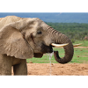 Elefant trinkt