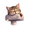 Satisfied cat on scratching post