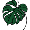 Monstera