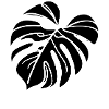 Monstera