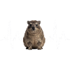 Rock Hyrax Heartbeat