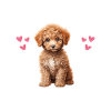 Süßer Pudel, Pyjama, Fluffiger Hund