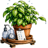 Green Thought Potted Plant