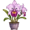 Purple Orchid Blossoms