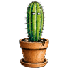 Sleeping cactus in pot
